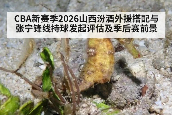 CBA新赛季2026山西汾酒外援搭配与张宁锋线持球发起评估及季后赛前景